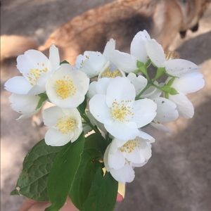 Meet your Posher, Alli